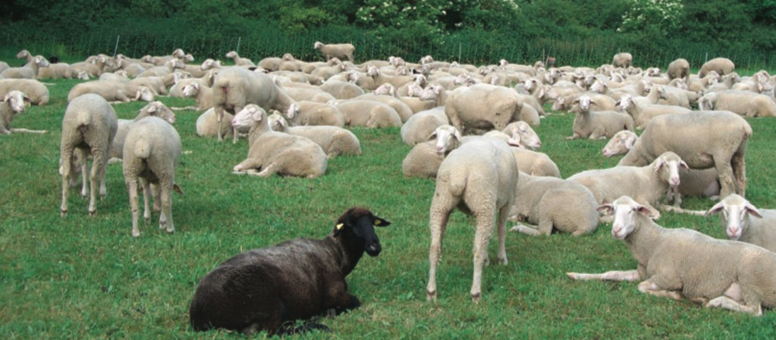 Grazing sheep